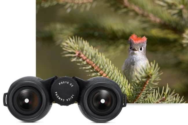bird binoculars