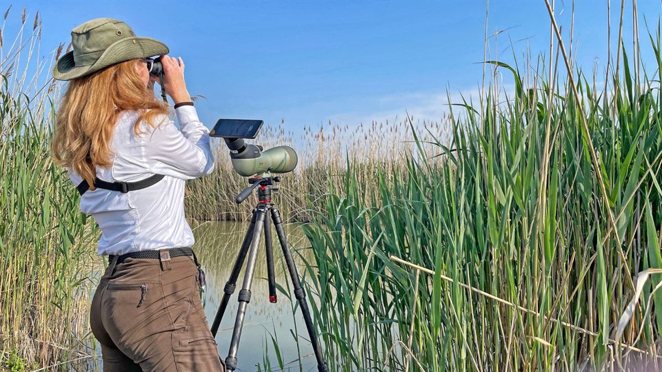 Birdwatcher photographing a sighting through a spotting scope